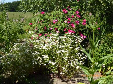 wunderschön blüht das Mutterkraut und erntereif sind die Blüten der Apothekerrose