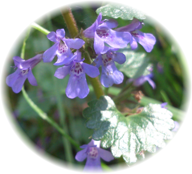 Der Gundermann ist eine vielseitige Heilpflanze
